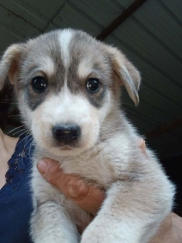Bjorn - Chien à adopter - photo 4