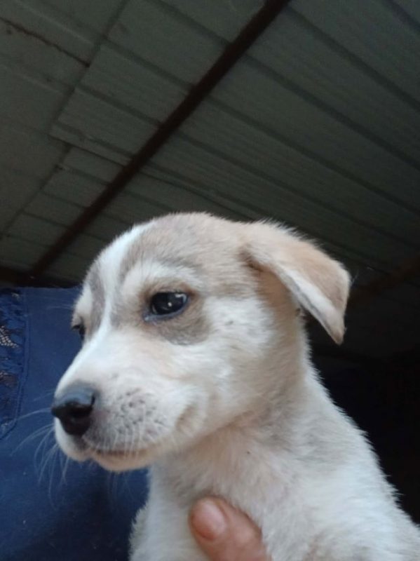 Briella - Chien à adopter - photo 4
