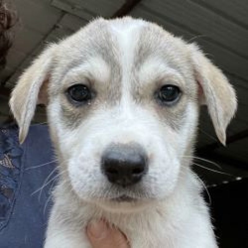 Briella - Chien à adopter - photo 2