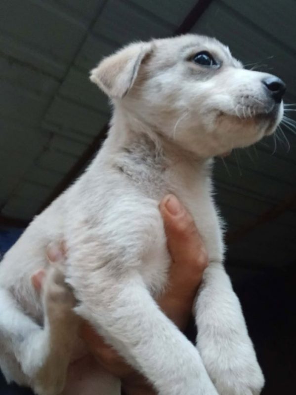 Briella - Chien à adopter - photo 3