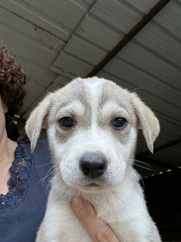 Briella - Chien à adopter
