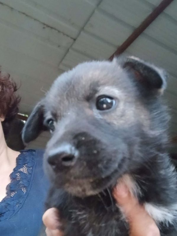 Brina - Chien à adopter - photo 5