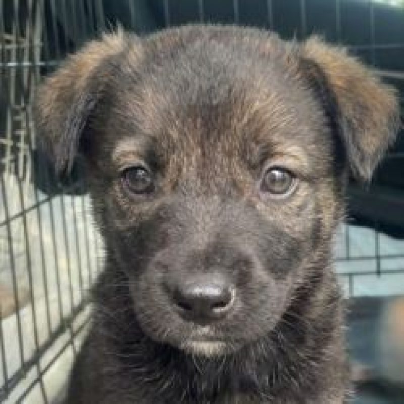 Brina - Chien à adopter - photo 2