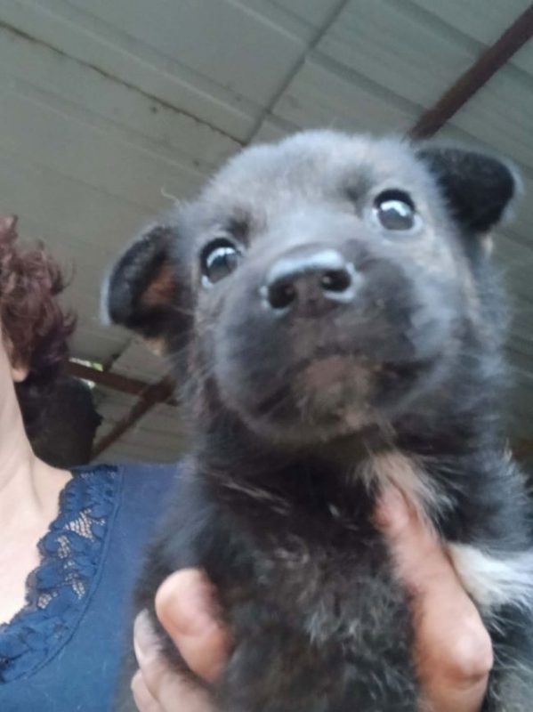 Brina - Chien à adopter