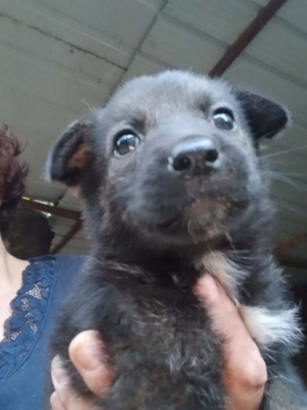 Brina - Chien à adopter - photo 4