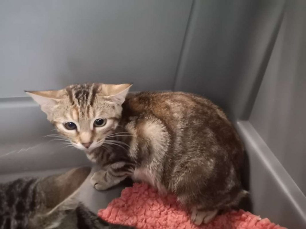 Raven - Chat Européen à adopter
