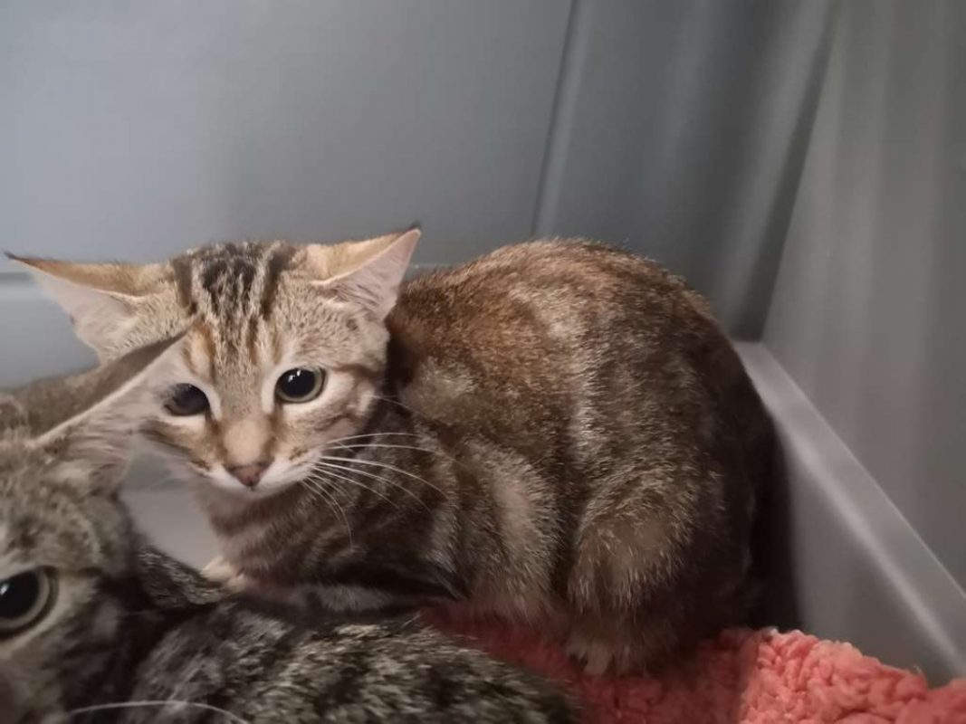 Raven - Chat Européen à adopter - photo 3