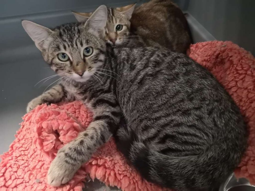 Réservé guizmo - Chat Européen à adopter