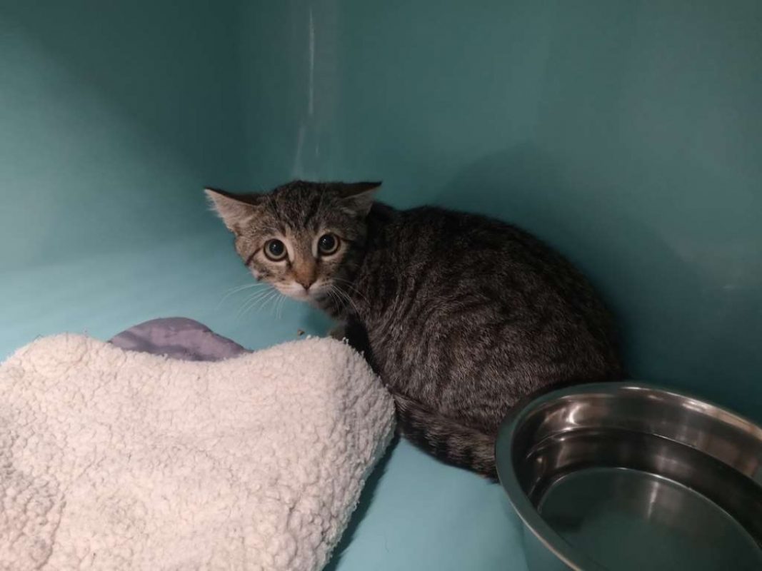Felix - Chat Européen à adopter
