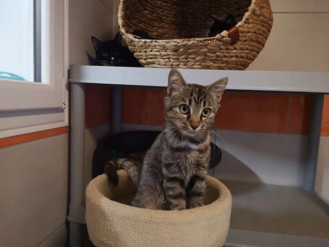 Apia - Chat Européen à adopter