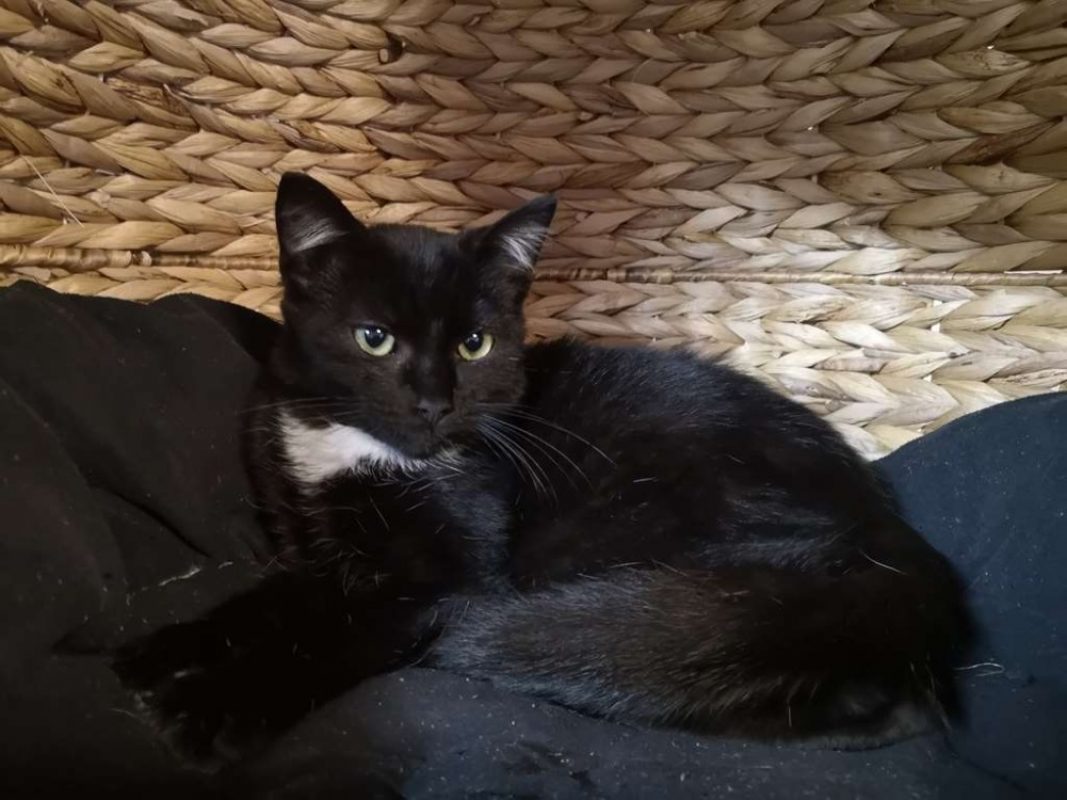 Prince - Chat Européen à adopter