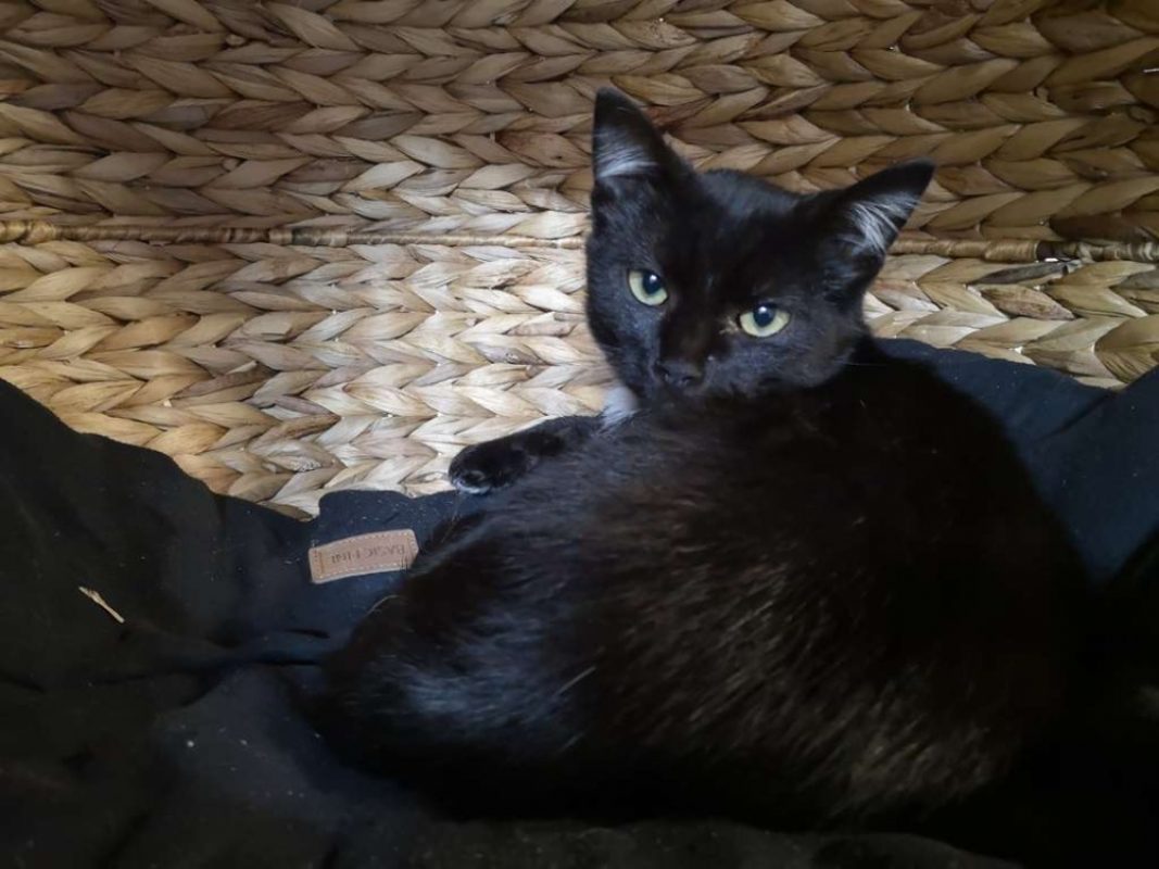Prince - Chat Européen à adopter - photo 2