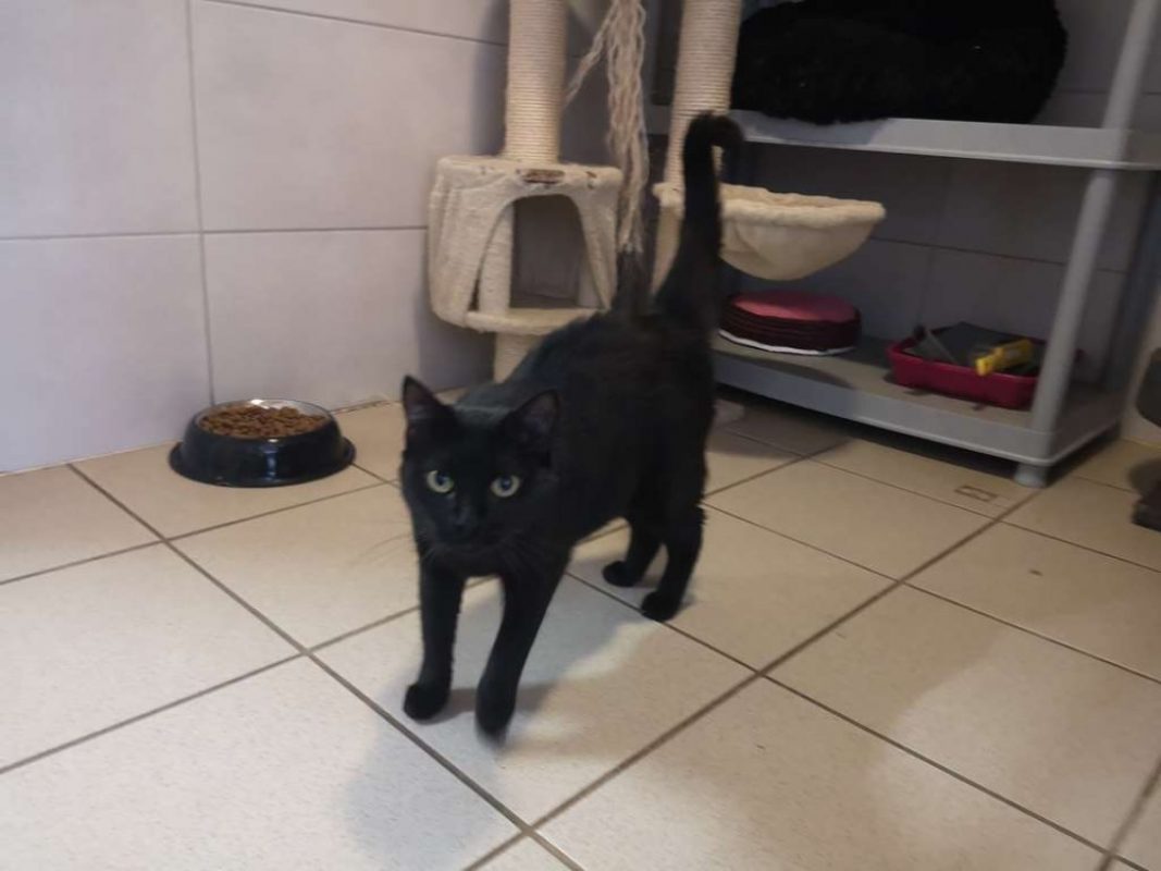 Astra - Chat Européen à adopter