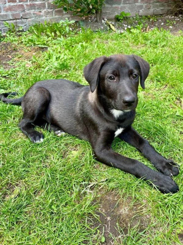 Berry - Chien à adopter - photo 4