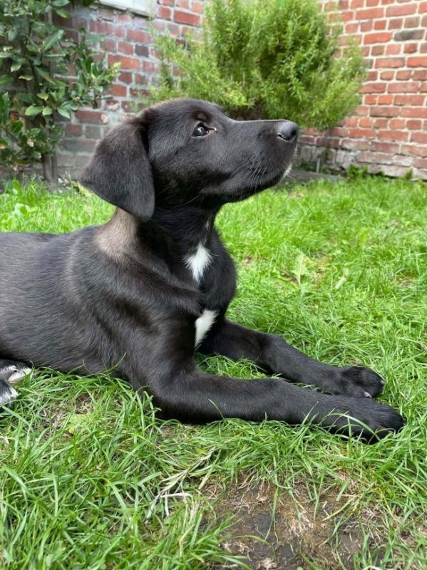 Berry - Chien à adopter - photo 3