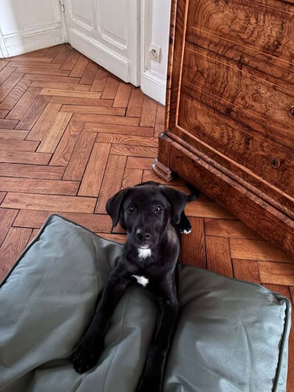 Berry - Chien à adopter