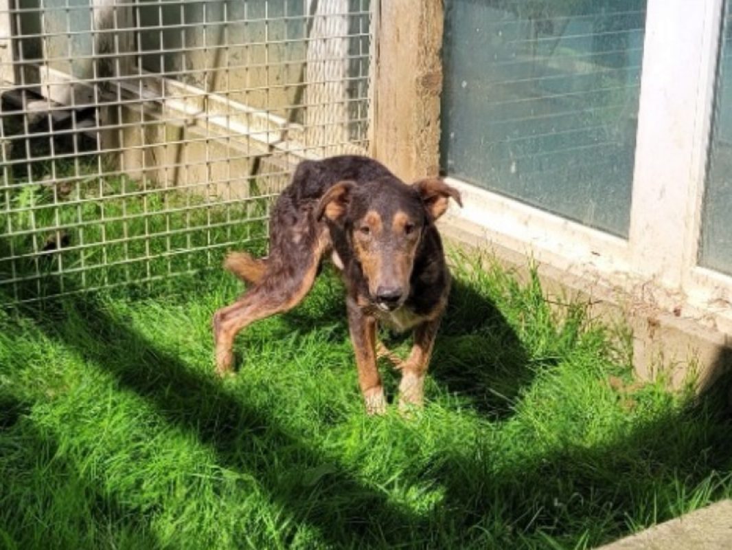 Cachou - Chien à adopter