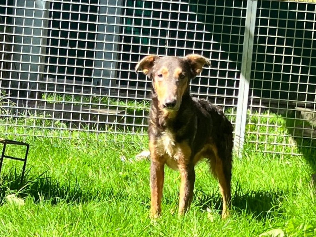 Cachou - Chien à adopter - photo 2