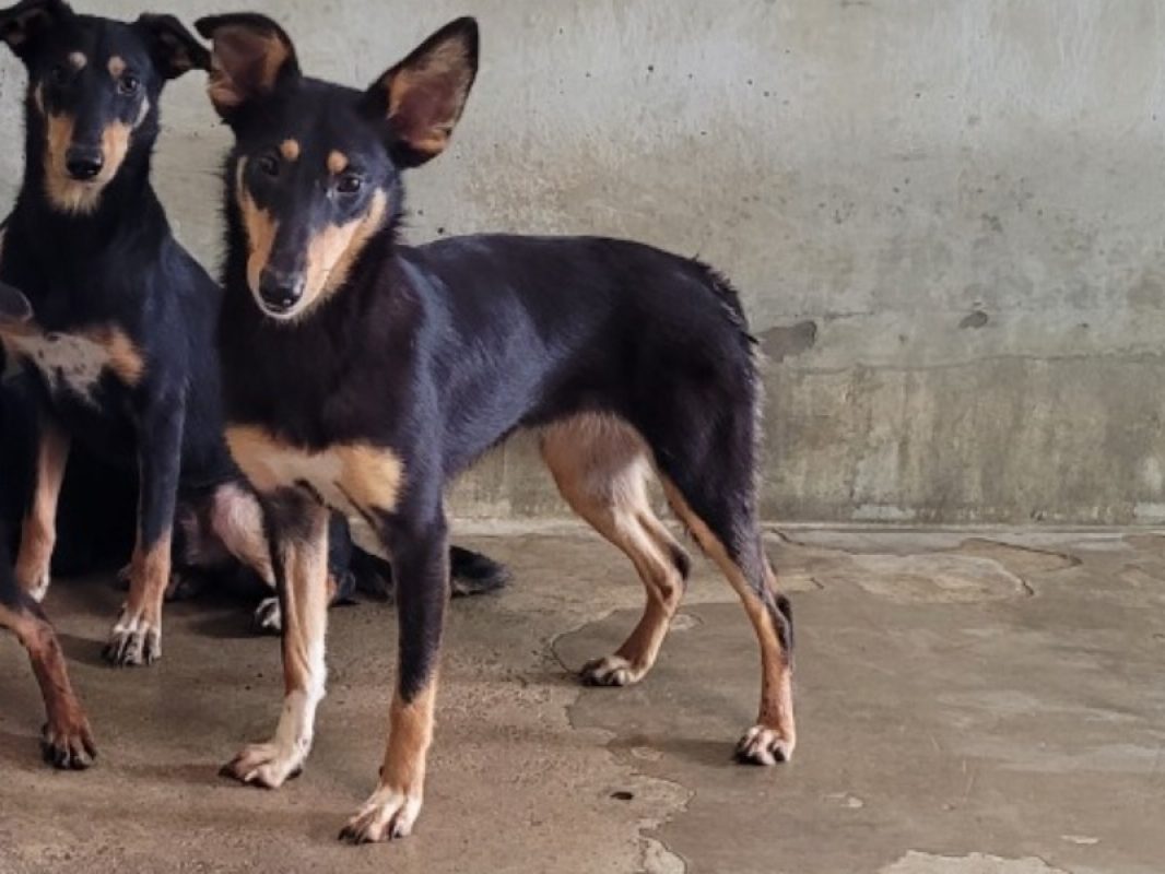 Garcia - Chien à adopter
