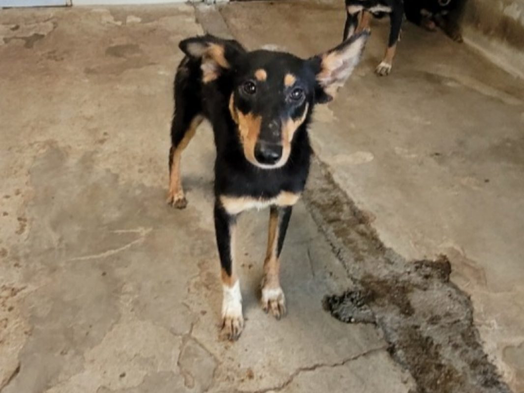 Garcia - Chien à adopter - photo 2
