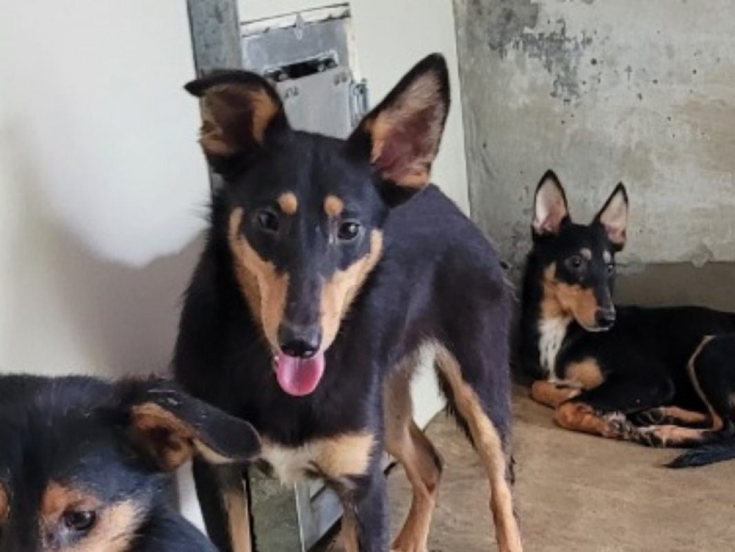 Garcia - Chien à adopter - photo 3