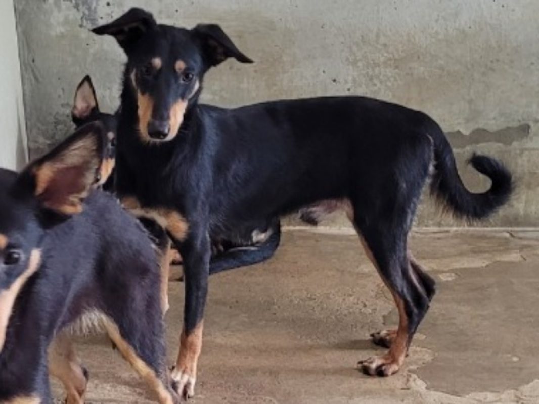 Jose - Chien à adopter