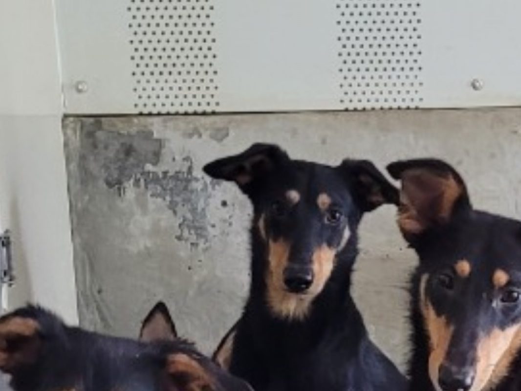 Jose - Chien à adopter - photo 3