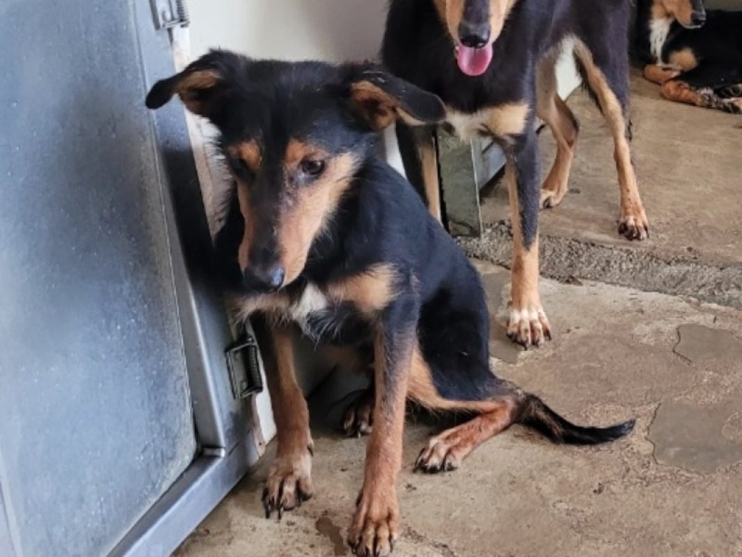 Piano - Chien à adopter