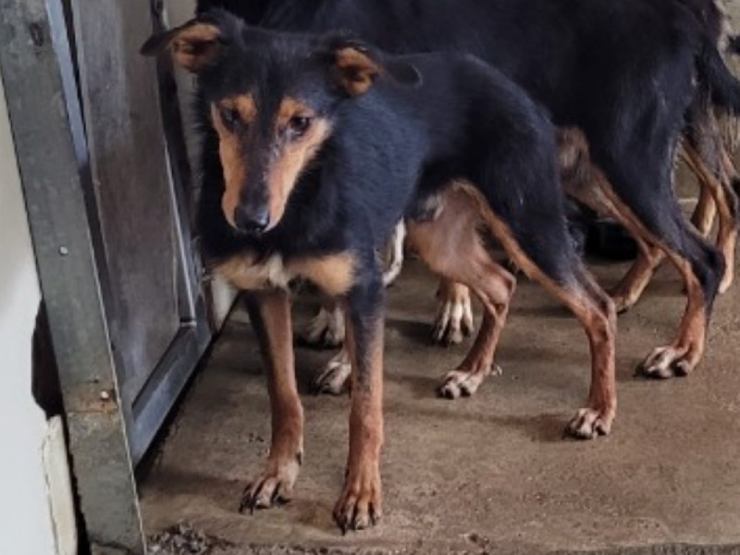 Piano - Chien à adopter - photo 2