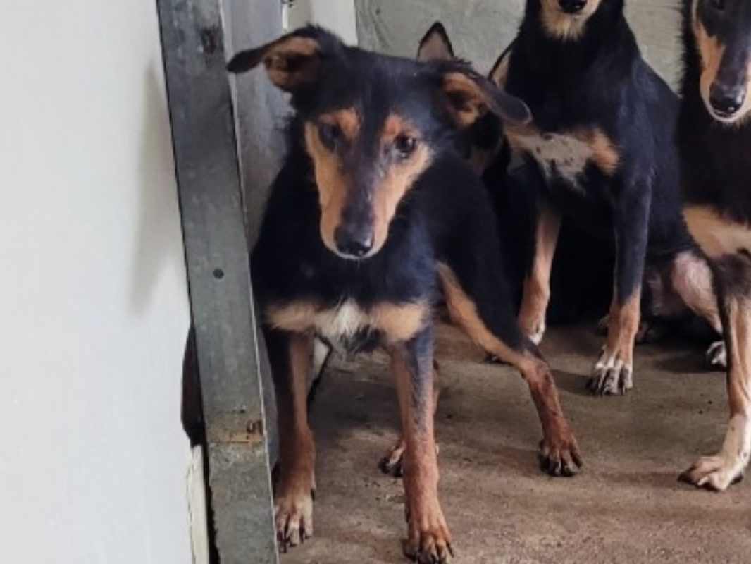Piano - Chien à adopter - photo 3