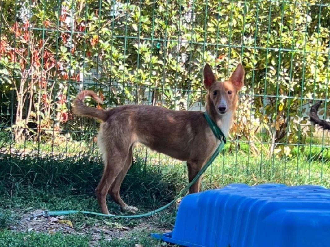 Sidonie - Chien à adopter