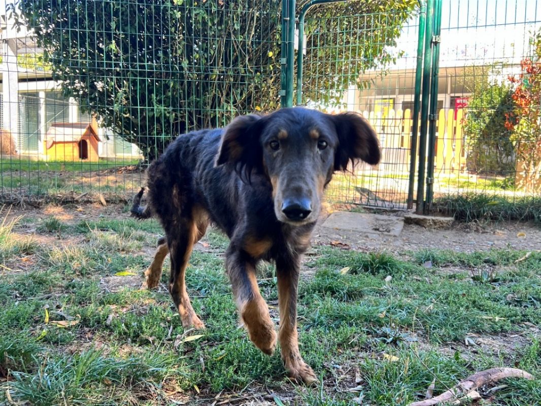 Rebecca - Chien à adopter