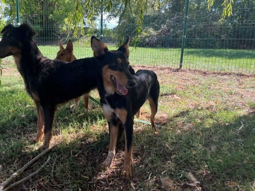 Djamila - Chien à adopter