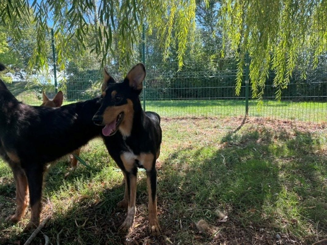 Djamila - Chien à adopter - photo 2