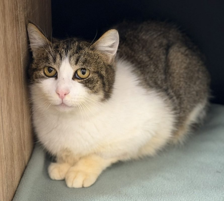 Marie - Chat Européen à adopter