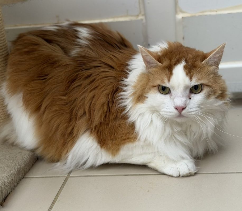 Léon - Chat Européen à adopter
