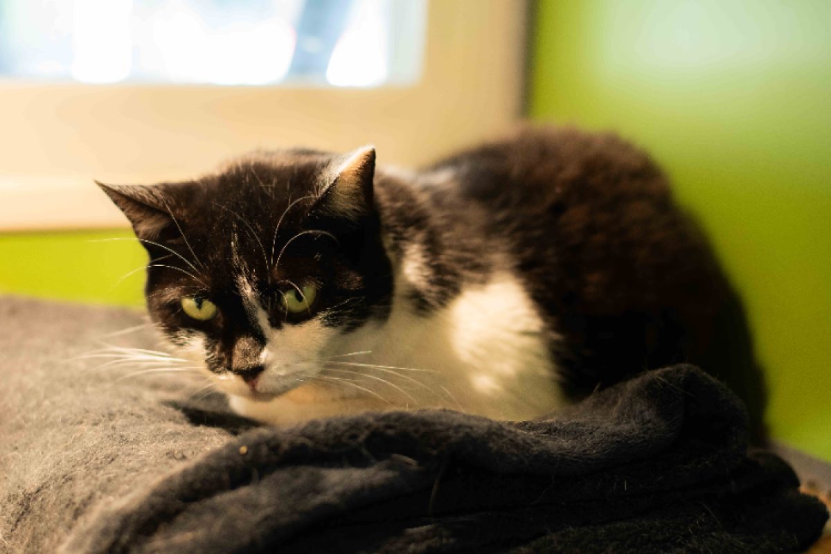 Huguette - Chat Européen à adopter