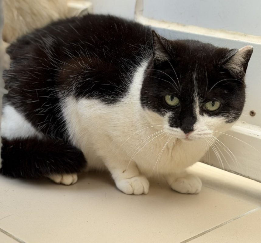 Huguette - Chat Européen à adopter
