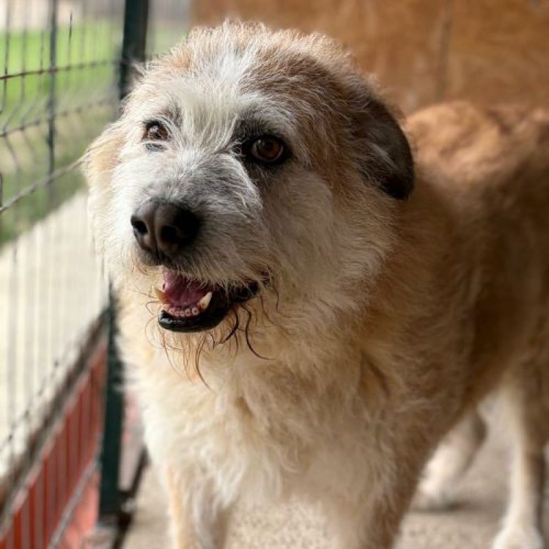 POLUX - Chien à adopter - photo 5