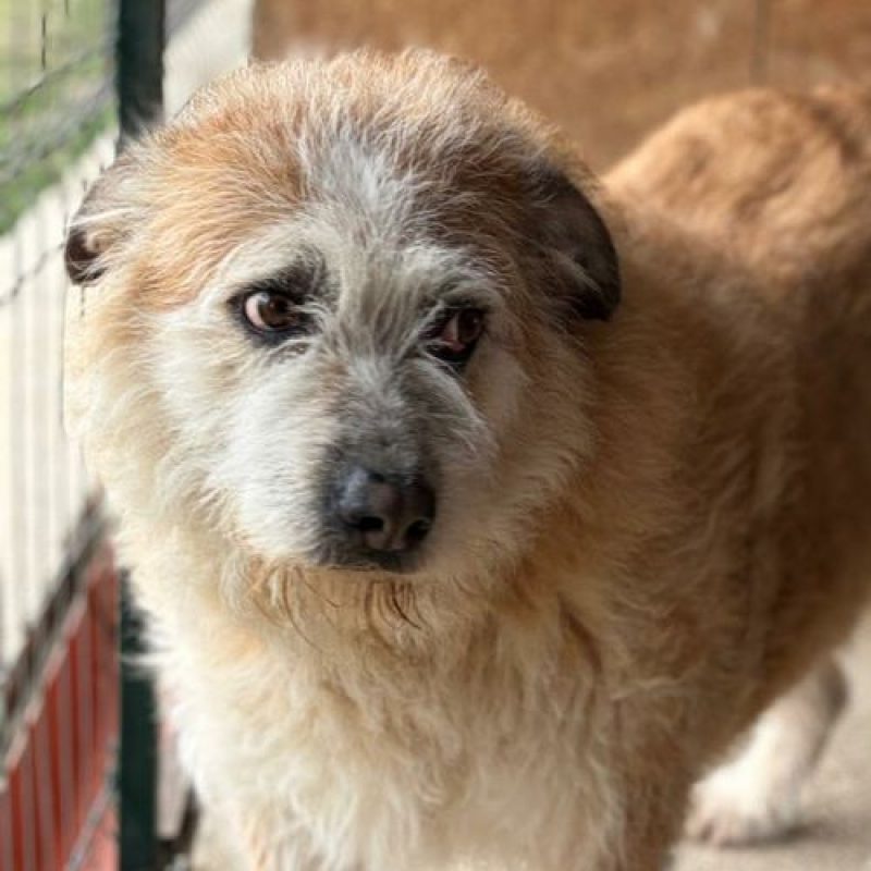 POLUX - Chien à adopter - photo 8