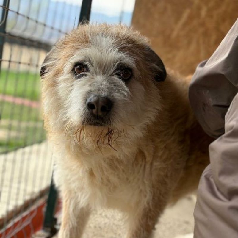 POLUX - Chien à adopter - photo 9