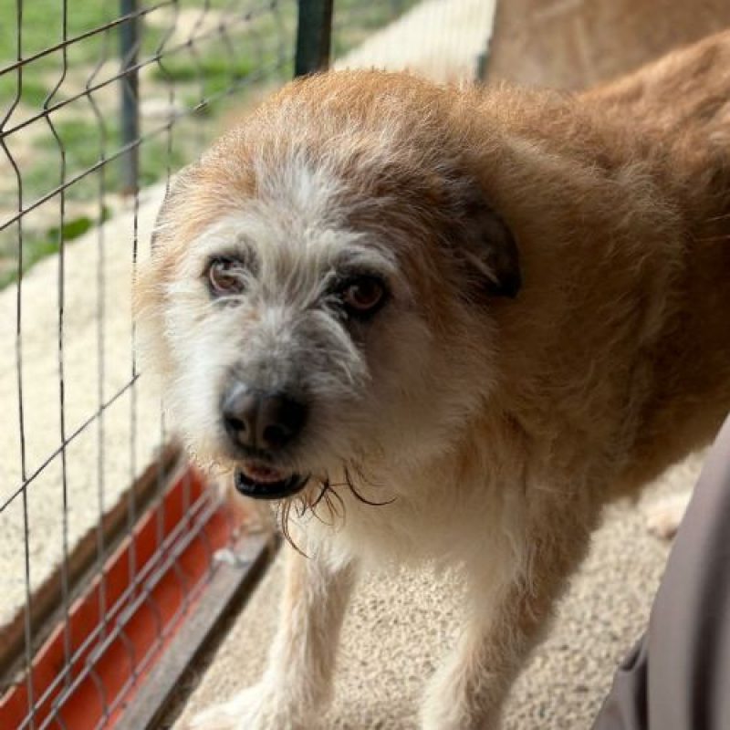 POLUX - Chien à adopter - photo 6