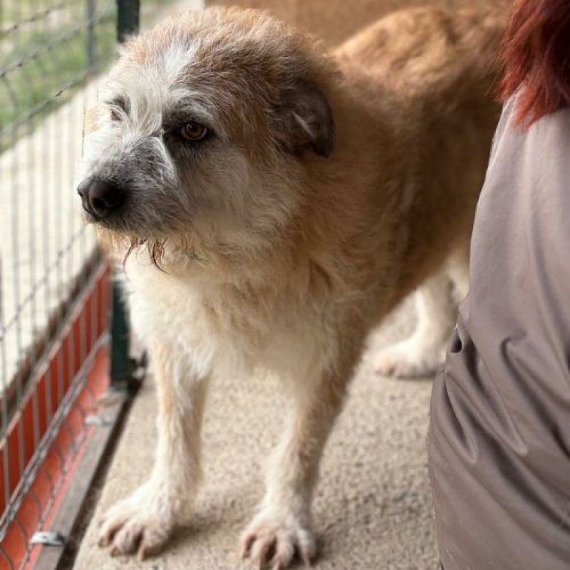 POLUX - Chien à adopter - photo 4