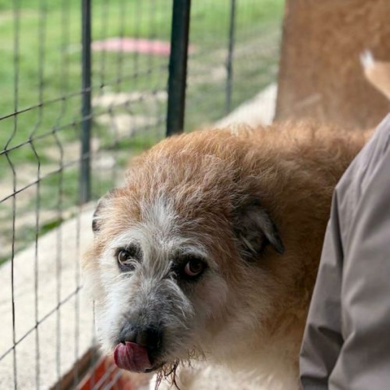 POLUX - Chien à adopter