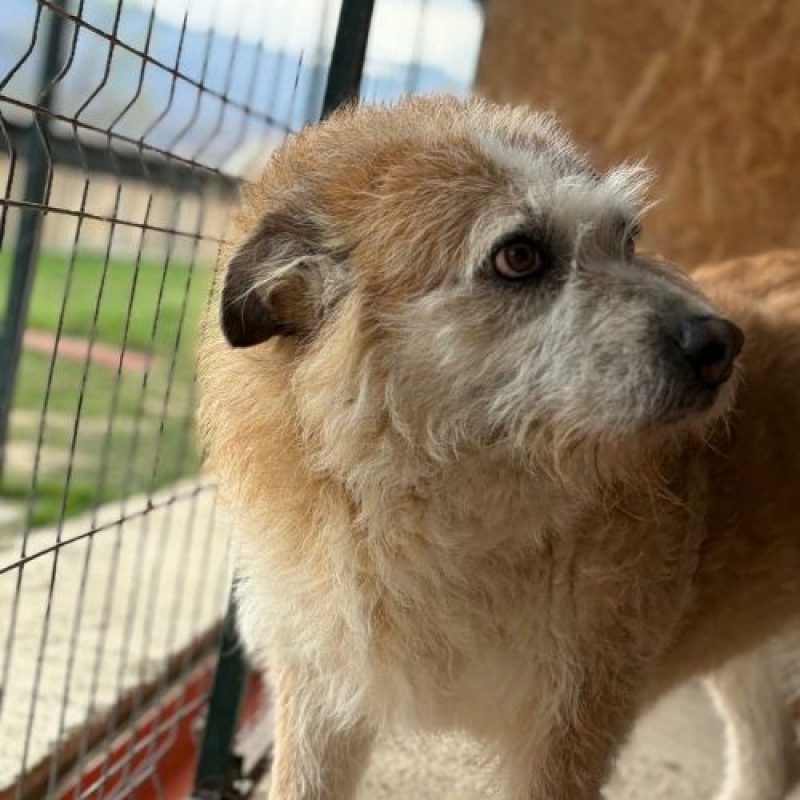 POLUX - Chien à adopter - photo 2