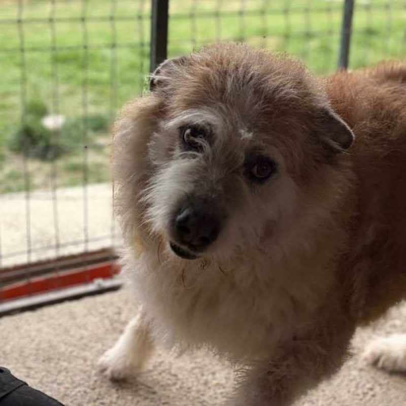 POLUX - Chien à adopter - photo 3