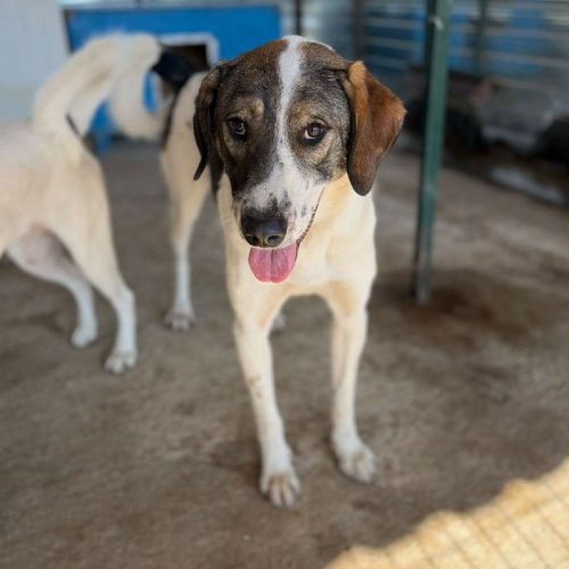 LILA - Chien à adopter