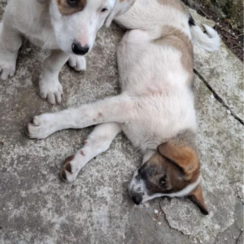 LILA - Chien à adopter - photo 4