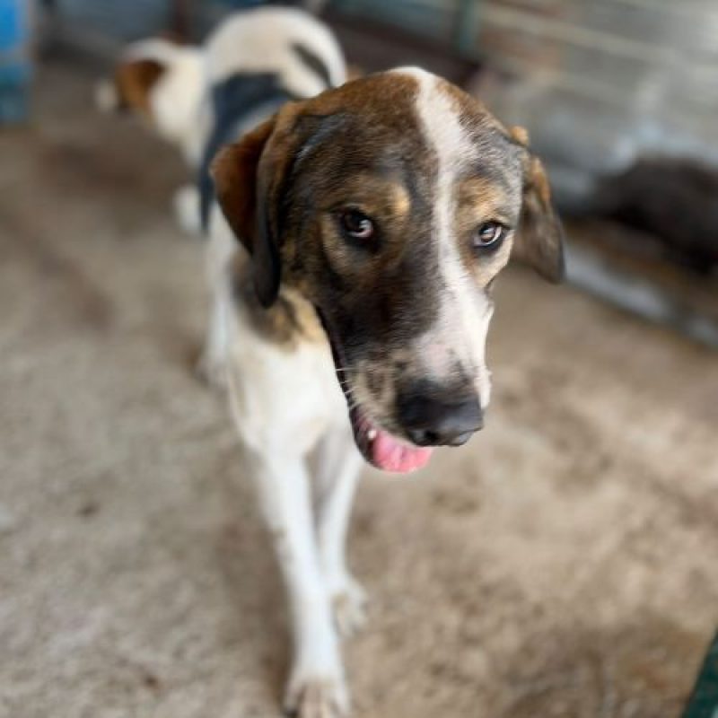 LILA - Chien à adopter - photo 2