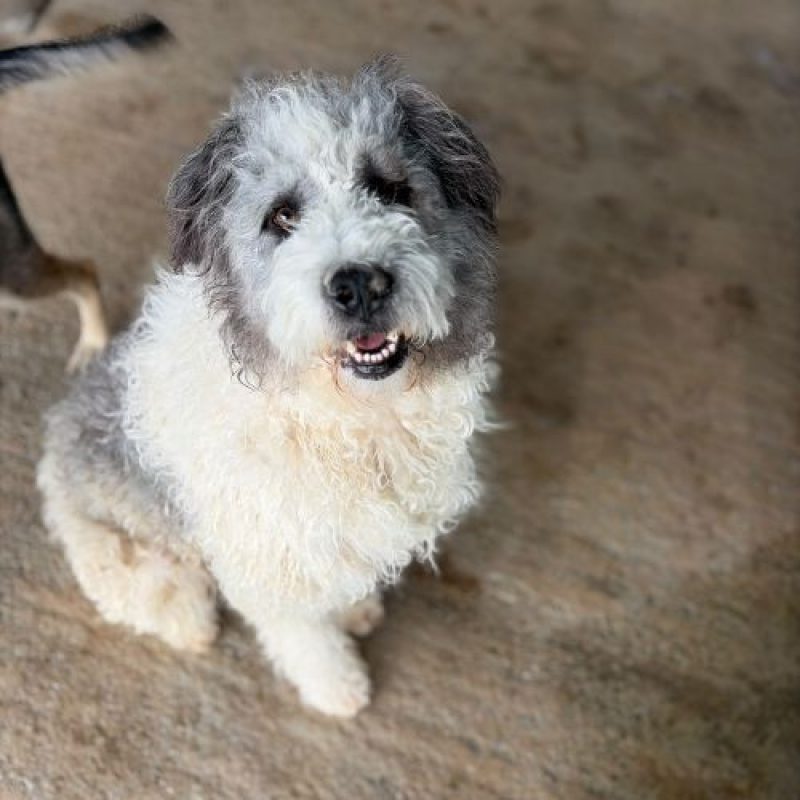 MAJOR - Chien Chien de Berger Roumain de Mioritza à adopter - photo 5